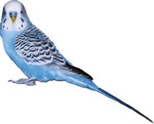 budgie
