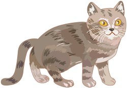 cat